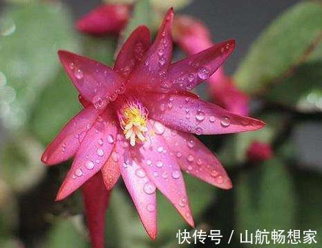 室内养盆“大荷花”，一盆胜过10盆，花朵大又艳，花开四季拉不