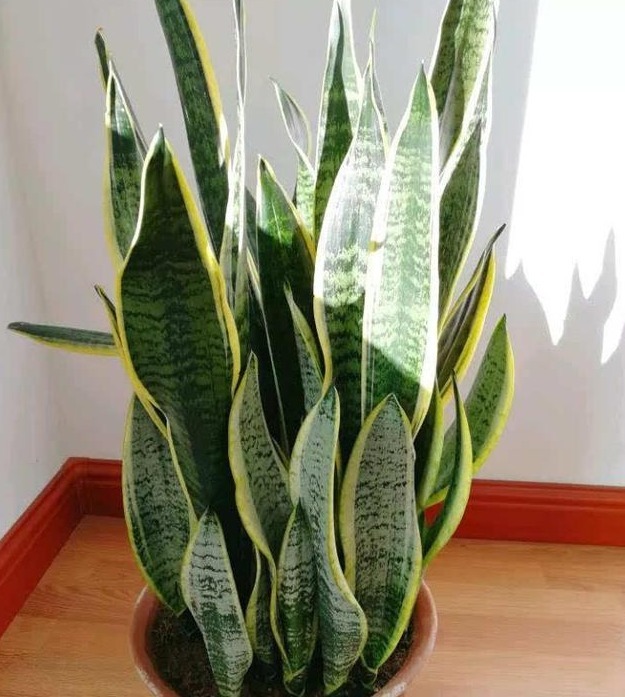 新手就养“5种花”,好养易爆盆,特别容易开花,越养越喜欢!