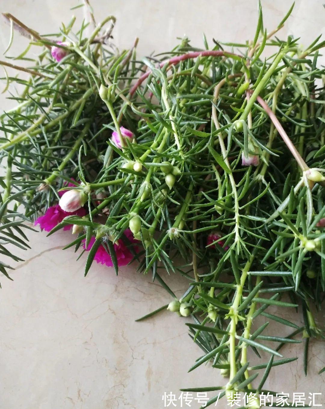枝条|6种花别养老桩,越老越不开花,赶紧扦插备份