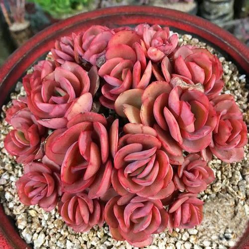 新手养花，不如养盆花中精品“秀妍”，花期超长，养护简单