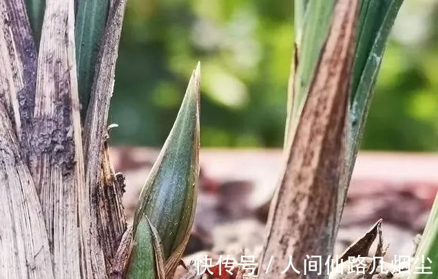 寒露时节,如何管理兰花?只需一个小技巧,花苞更健壮开花更香