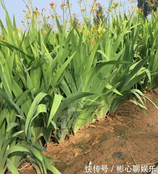 一种名称会让人脸红的植物,价值却很大,野外遇见别错开