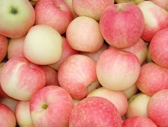 胆汁|中老年人多吃此“长寿果”,3大好处“找上门”,为健康请了解下