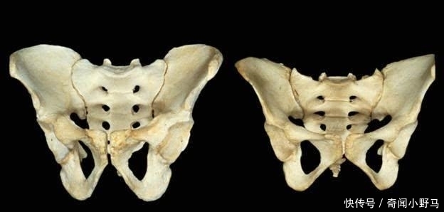 原始人类|为什么人类分娩如此痛苦，而其它哺乳动物却没有这种困扰？