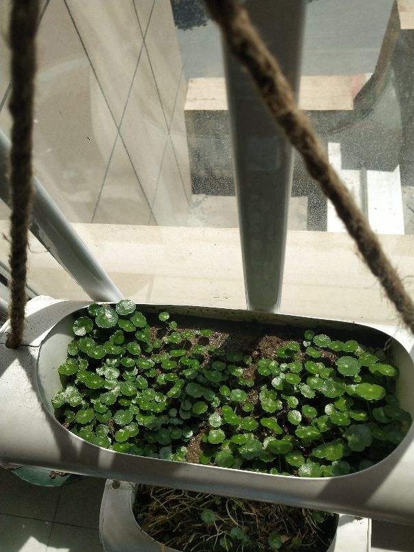 养3种花，不用土只用水，也能长成绿窗帘