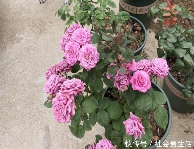 开花期|月季施肥有“讲究”,学会这“3要”,长势旺,花苞超多,花期长!