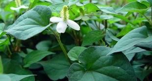  男人若想前列腺好，天天吃点“它”，不需要多久，炎症自然消