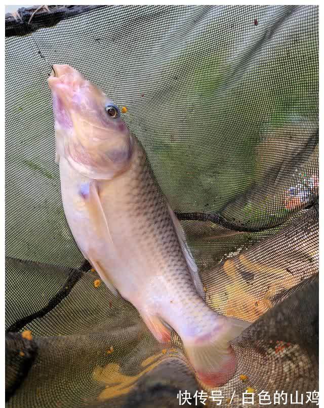 北江禾花鲤大爆发,将成生态问题?钓鱼人一天轻松钓50斤