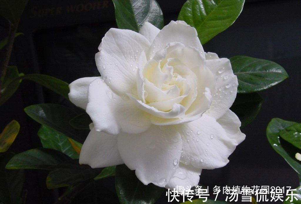 黄土|养护栀子花不能用这种土壤,要不然养一盆死掉一盆