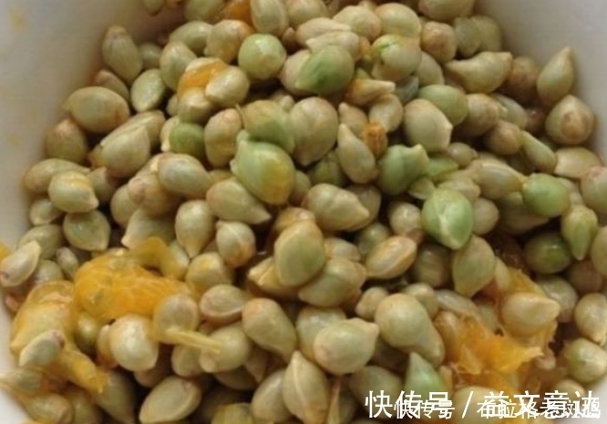 用处|橘子籽可是个宝,用处可大了,看完再也不舍得丢了