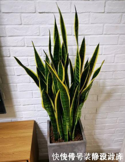 5步养出挺拔油绿的虎皮兰，1年能把花盆挤爆，小芽蹭蹭冒