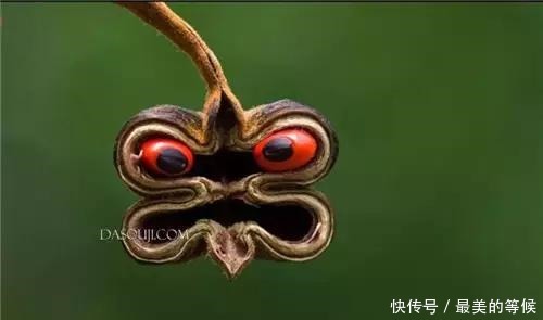 奇花、奇花、奇花、罕见奇花,赶快打开欣赏吧