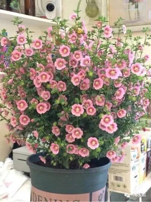 种花|4种花，是好养的“开花机器”，阳台养一盆，花儿天天开爆盆