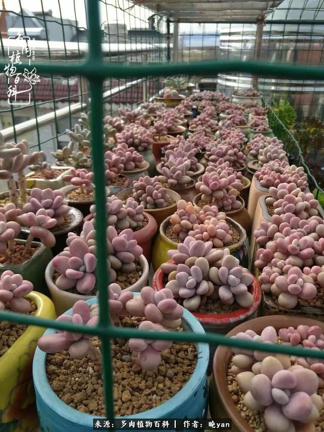 养多肉近四年，一路的走来，阳光总在风雨后！