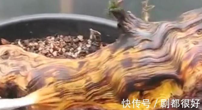 树皮|白骨森森，的舍利松树盆景图解，10图10个步骤，为大家解惑