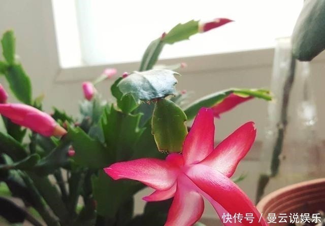 蟹爪兰|养好蟹爪兰，先学会用土，后期管理很简单，开花更多