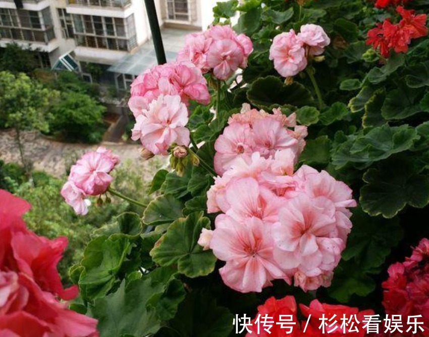 美女|4种“漂亮”的花,便宜又好养,10块钱“两盆”,每天有花赏!