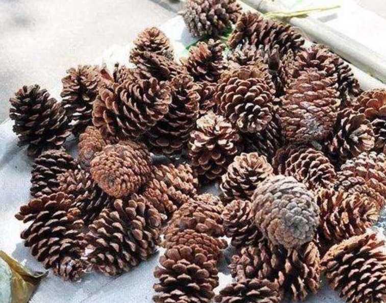 盆底|3种“垃圾”垫盆底,不黄叶烂根,1年四季叶子油绿,花开爆盆!