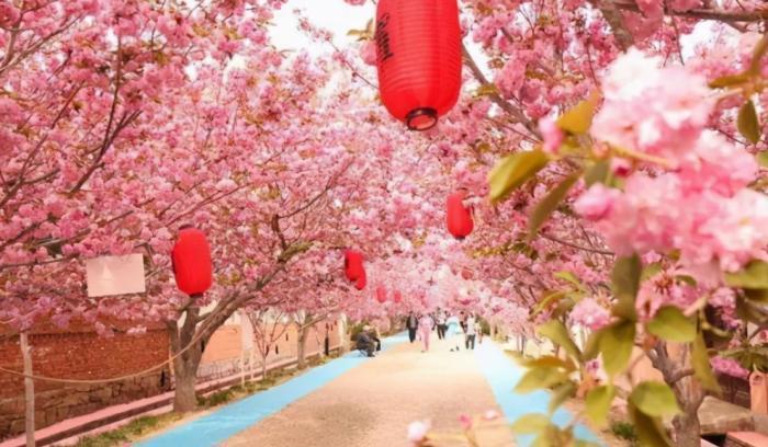 我国曾经轰动一时的樱花小镇，花下巨资打造，如今怎么了