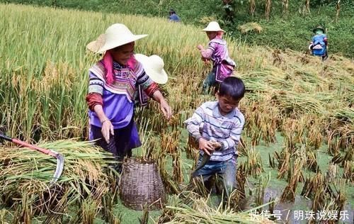 鲫鱼|我国特有的鱼,常误认是“小杂鱼”,曾是朝廷贡品,如今1斤50元