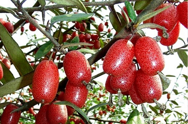 灌木丛|农村十大美味野果,吃过4种算你厉害,全吃过的几乎没有人