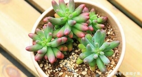 透水性|你家的多肉土壤,测试,适不适合种多肉