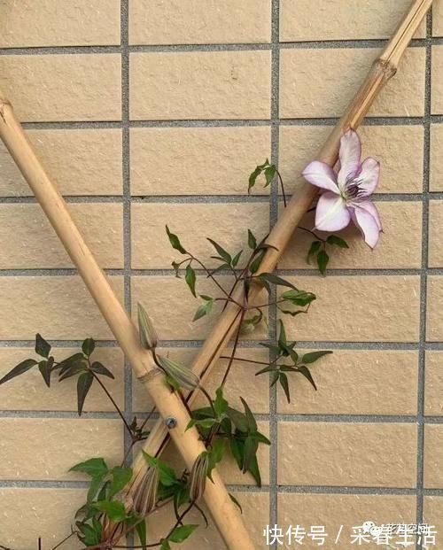 抗冻|这3种花特抗冻,别着急入室,寒风吹一吹,来年生长更旺盛!