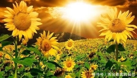 太阳 太阳是不是一个大煤球,如何被点着的?