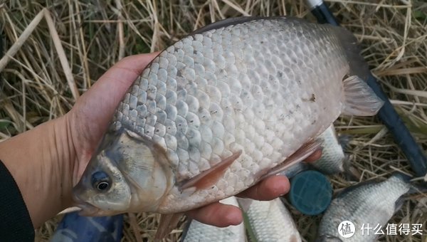 淤泥|鱼星直冒却没有鱼咬钩?可能是这3个地方有问题,钓鱼时最好避开
