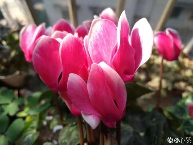 桂花|公认难养的20种花，养一盆死一盆，下次还敢买