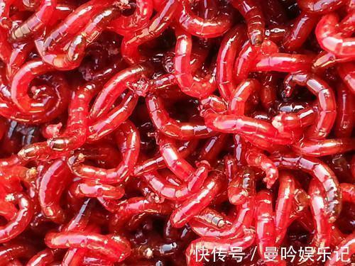 为什么用蚯蚓钓鲫鱼的人越来越少?告诉你蚯蚓与红虫的差距
