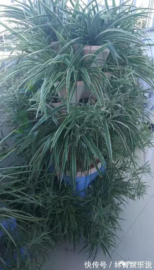 紫竹梅|3种吊兰别这么养，不然疯长爆芽，控制不住！