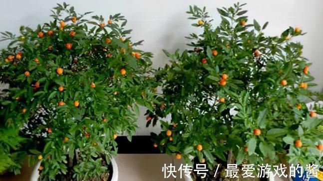 果子有毒,却很多人爱种,一到年底就热销,家中若有,值得注意