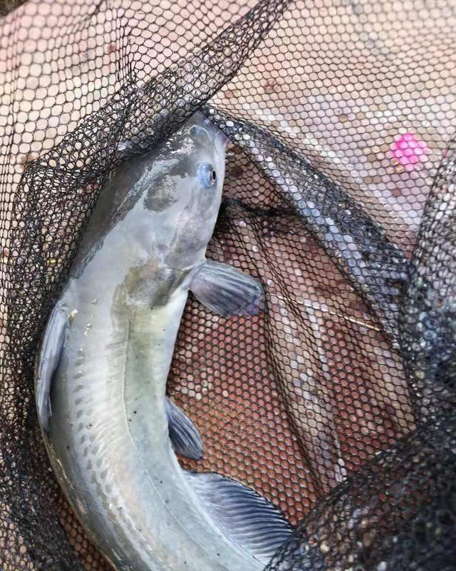 为何你的竿稍经常断?主因只有三个,稍微注意就不会