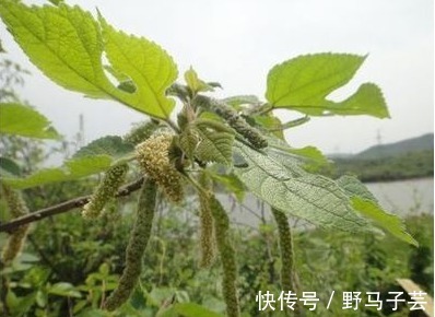 野菜|以下3大野菜，个个营养美味，还能补肾，强筋骨，清热解毒