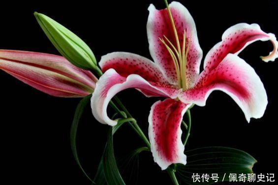 漂亮|被称为最美的4种花,好养又漂亮,花期超长,一开就是200多天