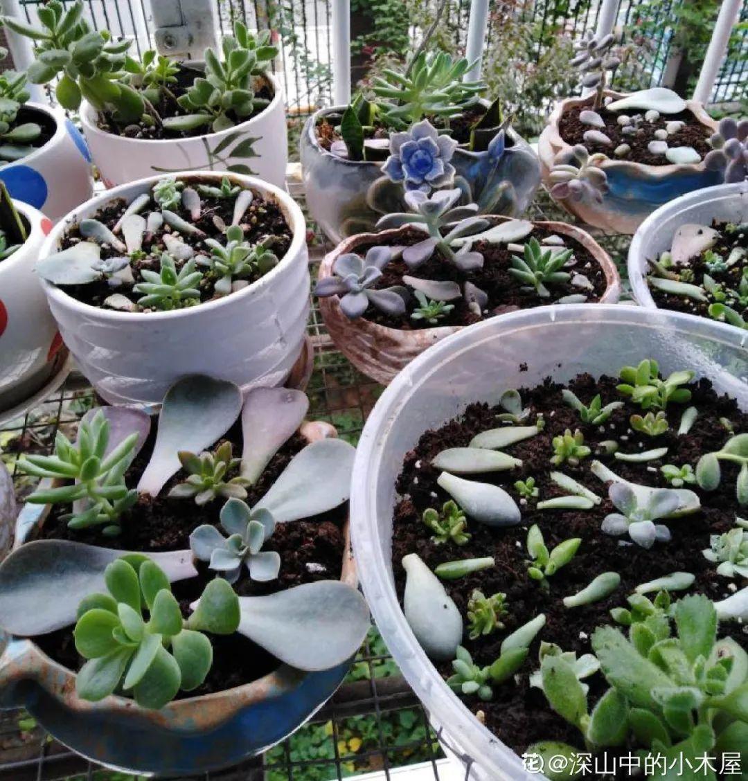 花苞|公认难养的花,养一盆死一盆,从来没有养活过!