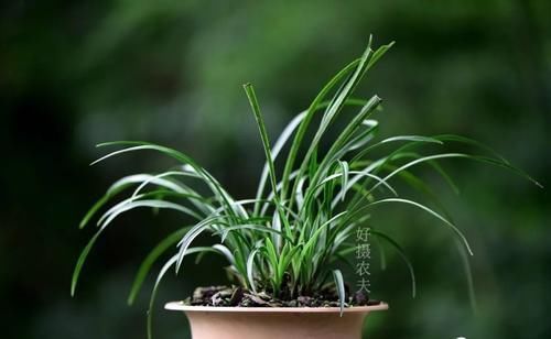 营养土的自制方法,兰友说:这样就简单了,明天开始做