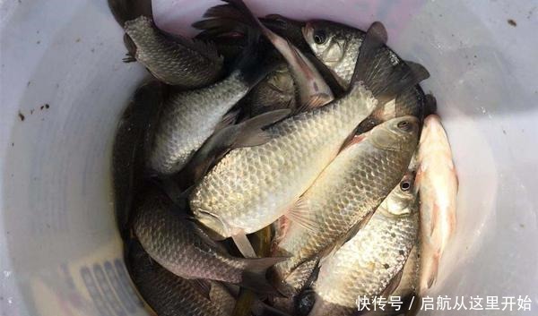 春钓大板鲫，给饵料加鸡个蛋，效果翻几倍！