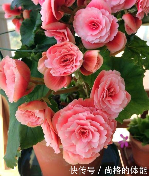 一到冬天就开挂,养在室内“疯狂”开花,花朵跟“玫瑰”一样漂亮!