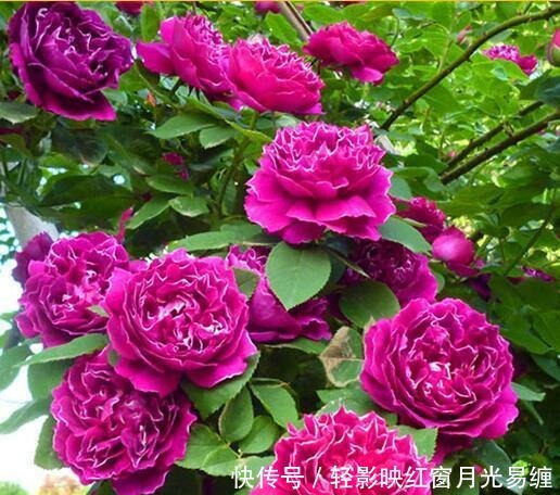 五色梅|5种花适合家养,开花成片很漂亮,枝繁叶茂能爆盆,越养越喜欢