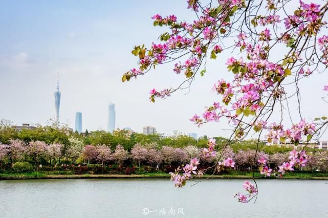 赏花不一定要去武汉婺源，广州海珠湿地紫荆花带浪漫梦幻，太美了