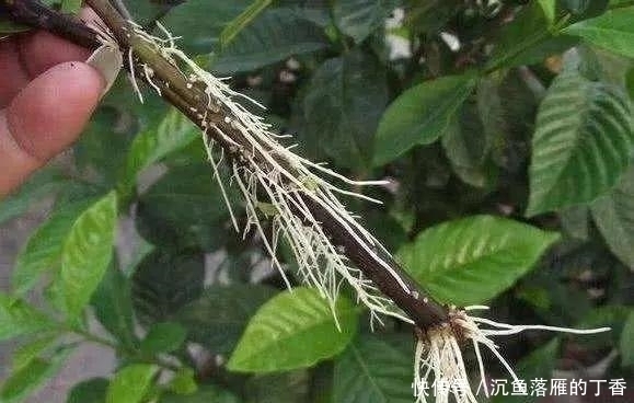 生根剂不用买,用家家都有的“小东西”,2分钟就能制出来