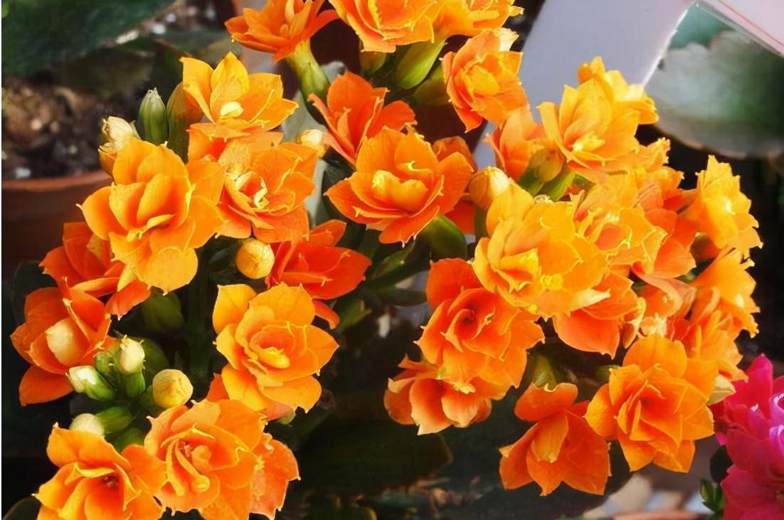 6种花“很吉祥”,建议养在卧室客厅,好看好养,还可当年宵花