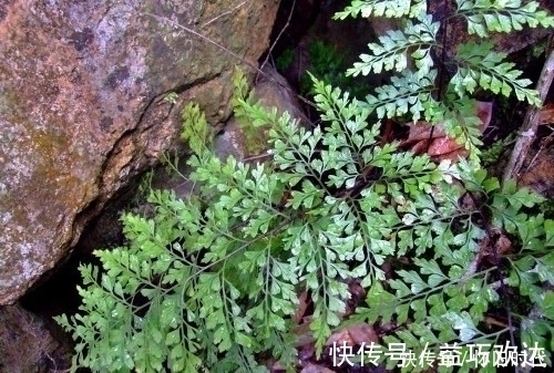 野草|农村这种常见的野草，有很好的清热解毒和止血的功效，见到要珍惜