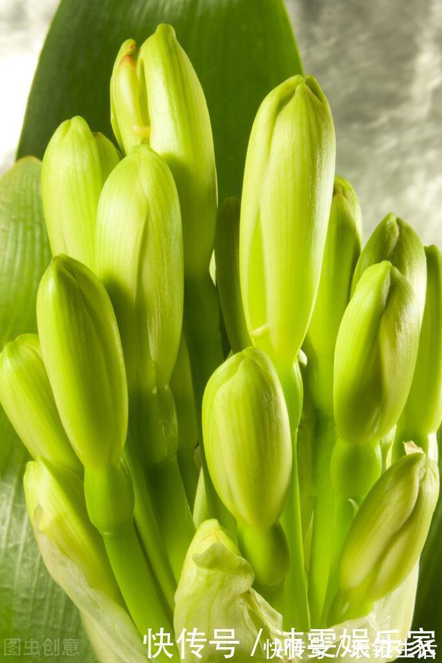 温差|让君子兰开好花的“钥匙”,就握在你手里,它的“构造”很简单