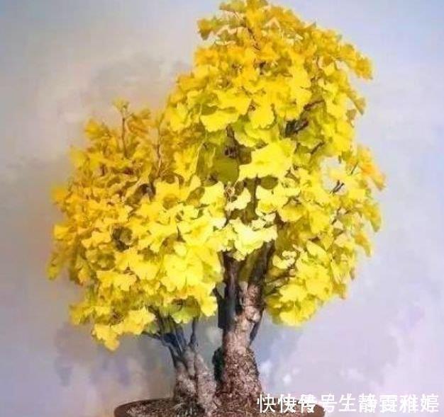 有钱人都养4种花，花大色艳，花香易打理，养在客厅美极了