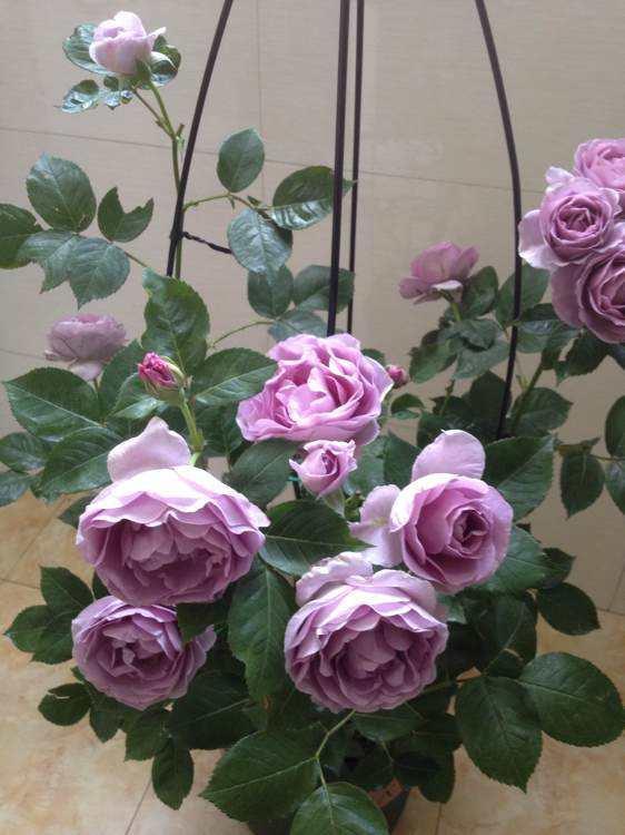 月季中最被赞绝花色，一年四季开花，花色迷人，开花量多，易爆盆