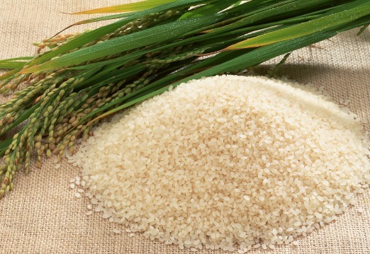 大米容易受潮爱生虫教你4个保存大米小妙招,存放时间长不生虫