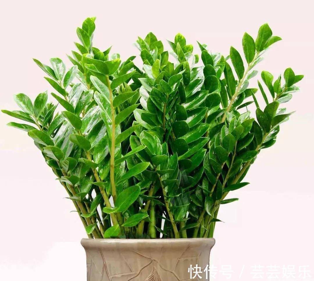 栽种|常见5种室内花,漂亮又好养,花语很吉利,你更喜欢哪一种呢